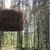 Cabane dans les arbres « nid d'oiseau » (Suède) 